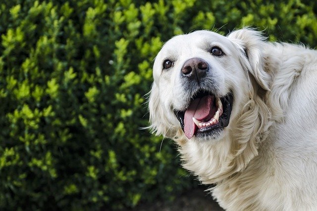 Cuidado del pelaje de Golden Retriever con alergias en la piel