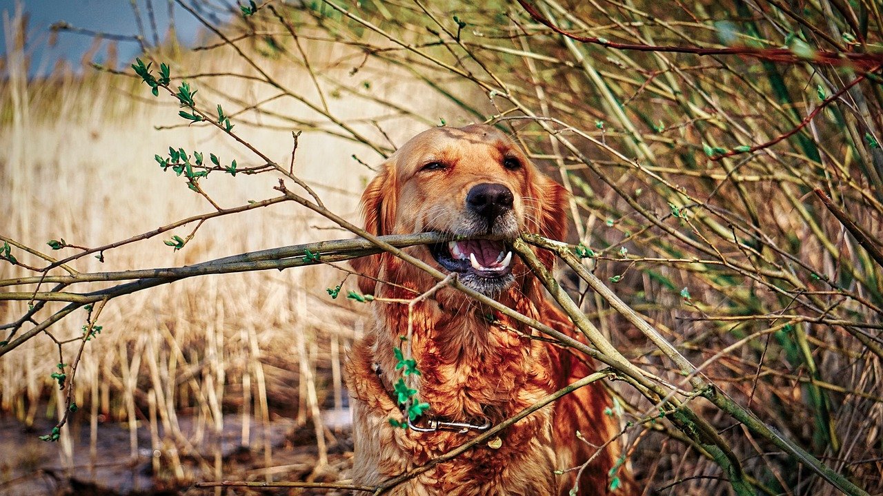 Perro raza Golden Retriever