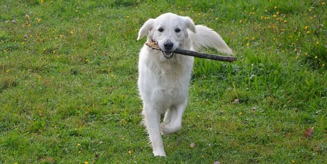 Golden Retriever Actividades