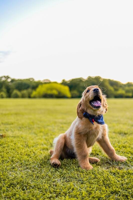 Golden Retriever Alimentos