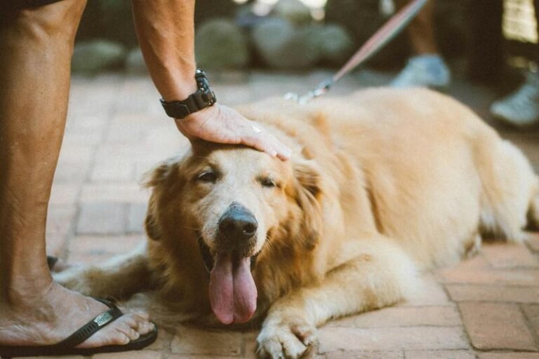 perro con sobrepeso