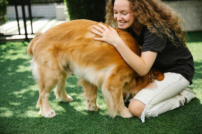 Golden Retriever