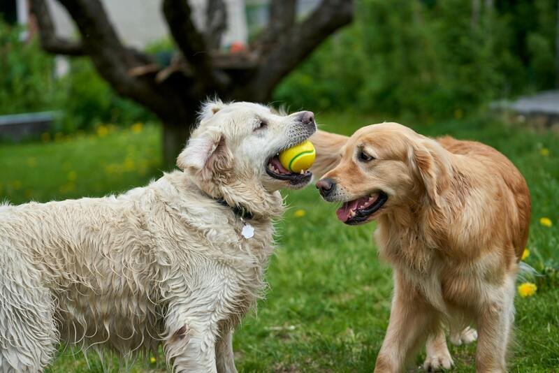 Golden Retriever Jugando