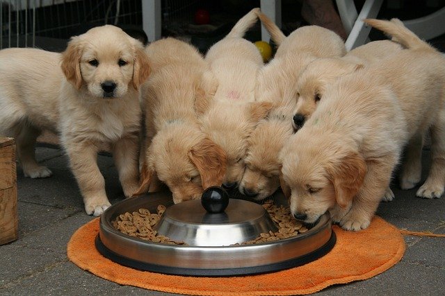 Golden Retriever Alimentos