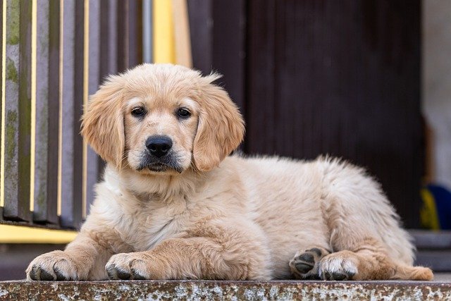 Golden Retriever Cachorro