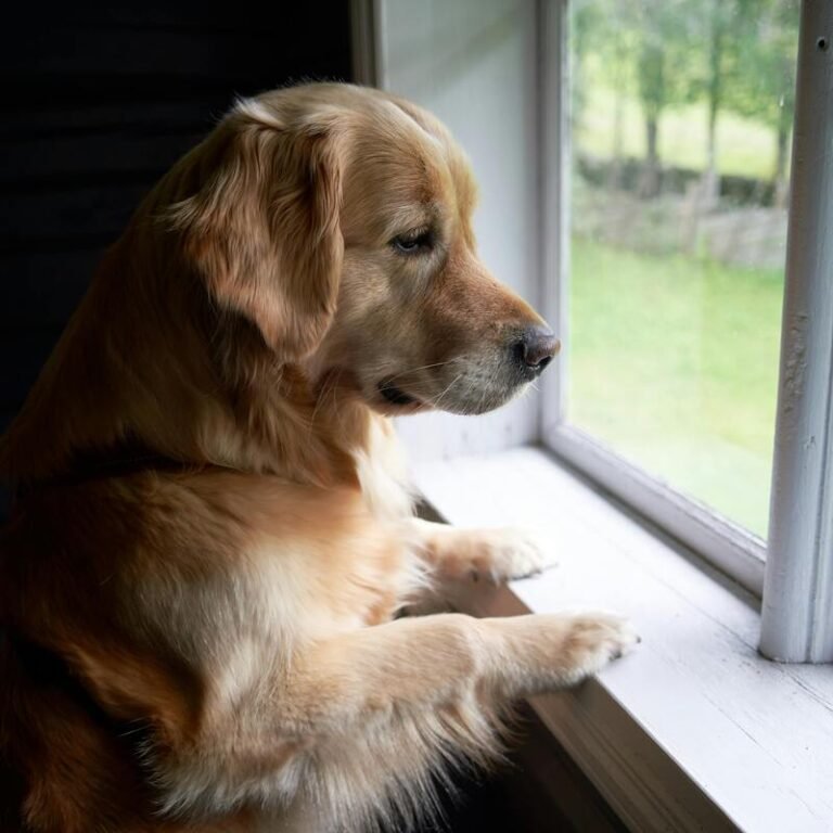 Ansiedad por separación en Golden Retriever