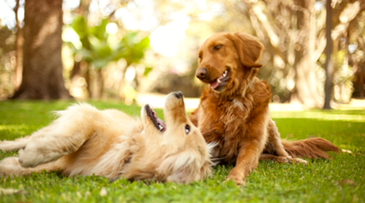dientes golden retriever