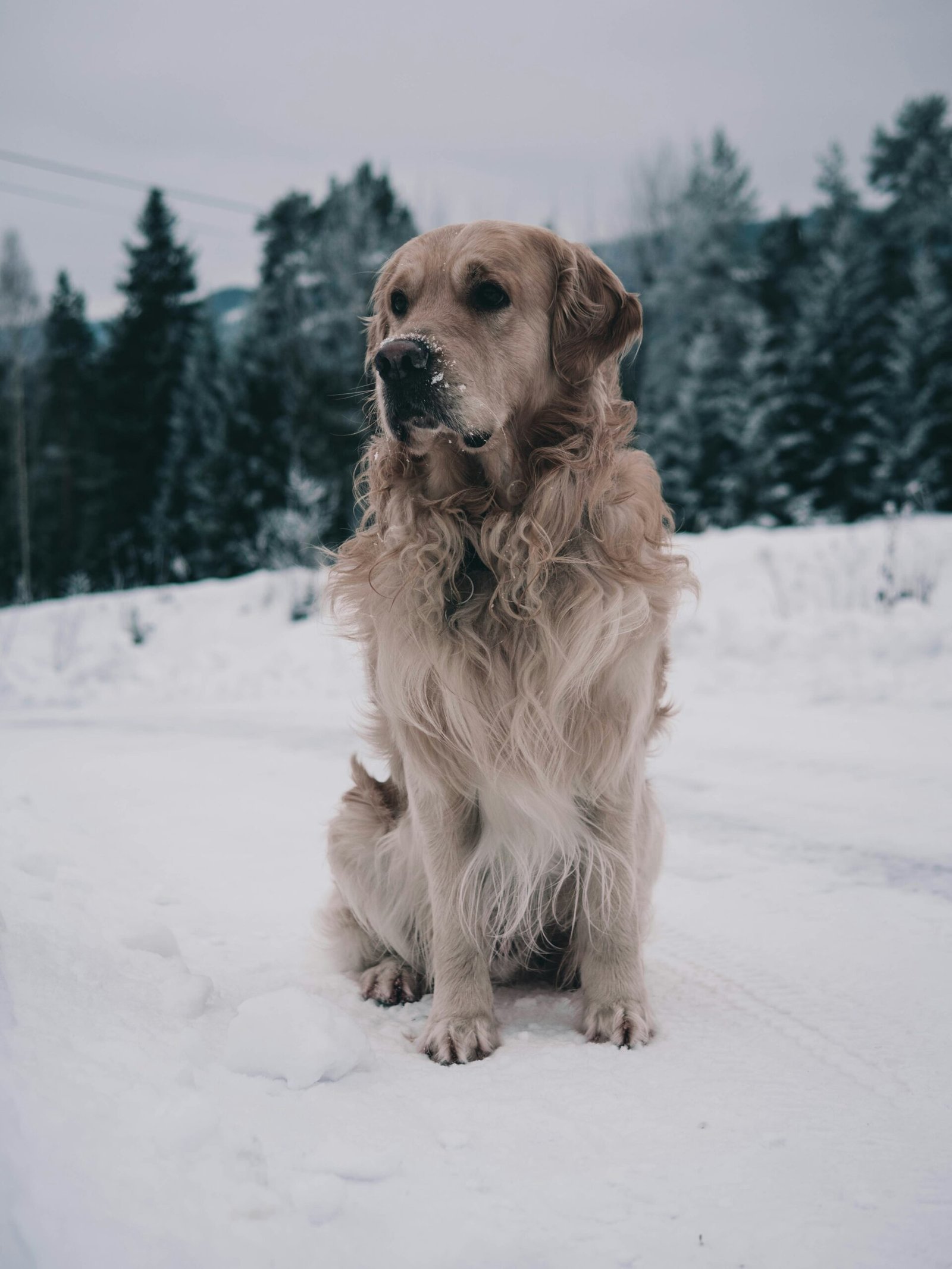 ejercicio para golden retrievers