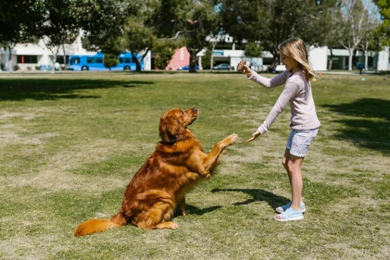 Entrenar a un Golden Retriever