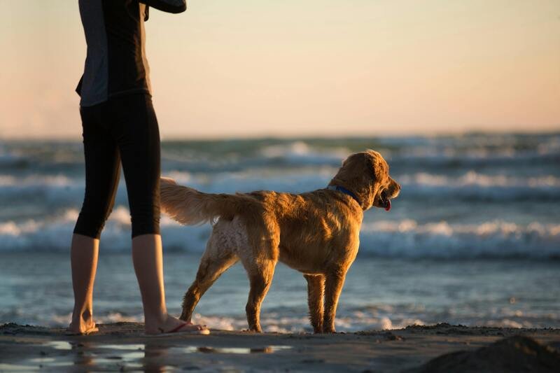 Golden Retriever y natación