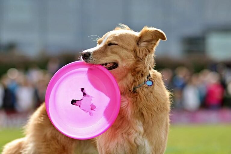 Golden Retriever jugando en el parque